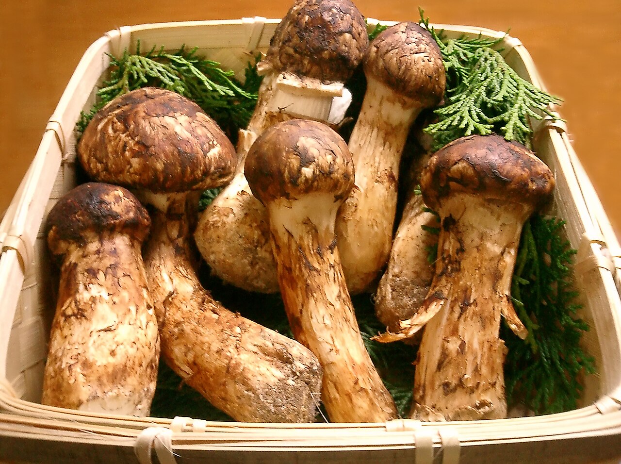 かごに盛った生の松茸