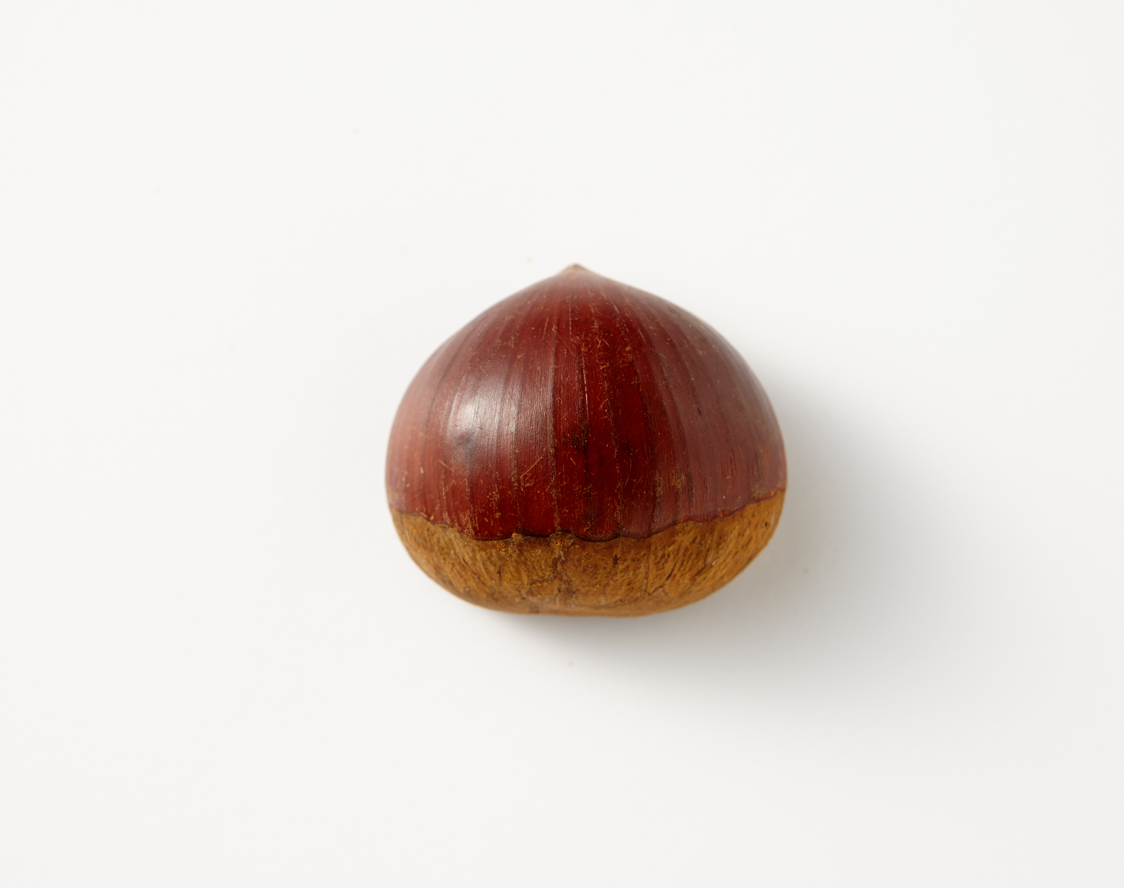 殻付きの栗（Castanea crenata）