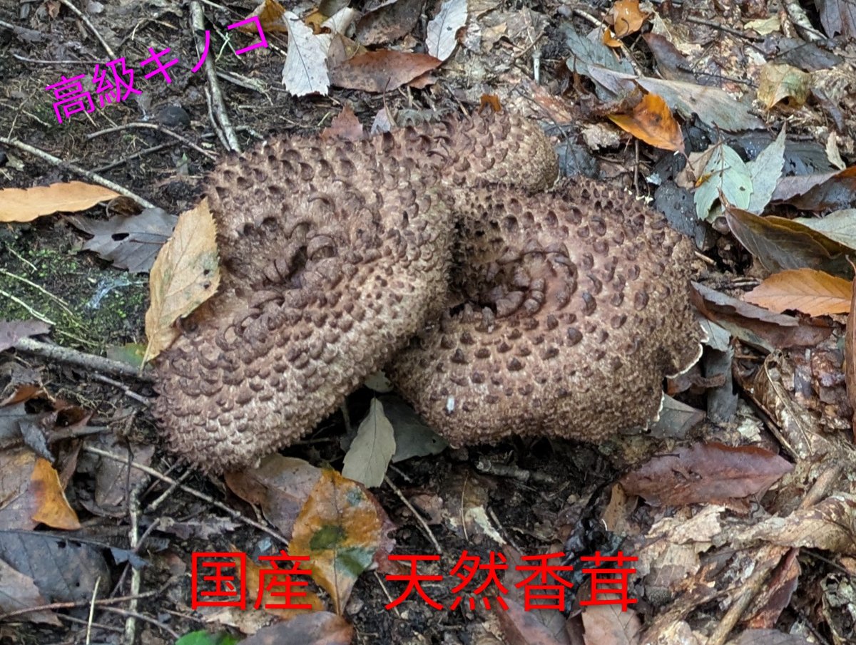 松岡徹「山形産天然香茸300g」 - 回収