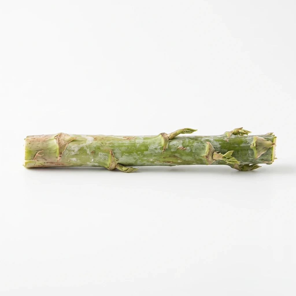 (うど類) やまうど 茎 生の写真