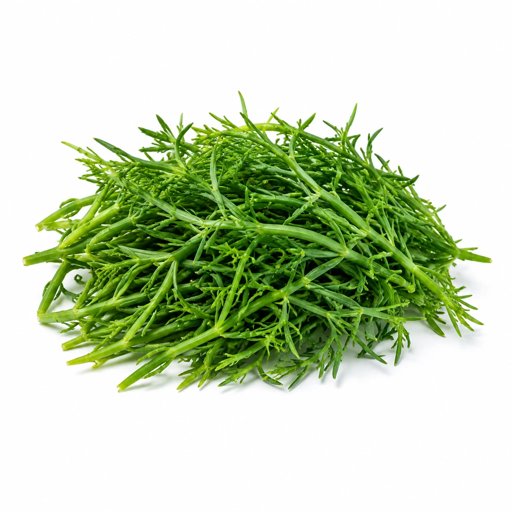 おかひじき 茎葉 生の写真