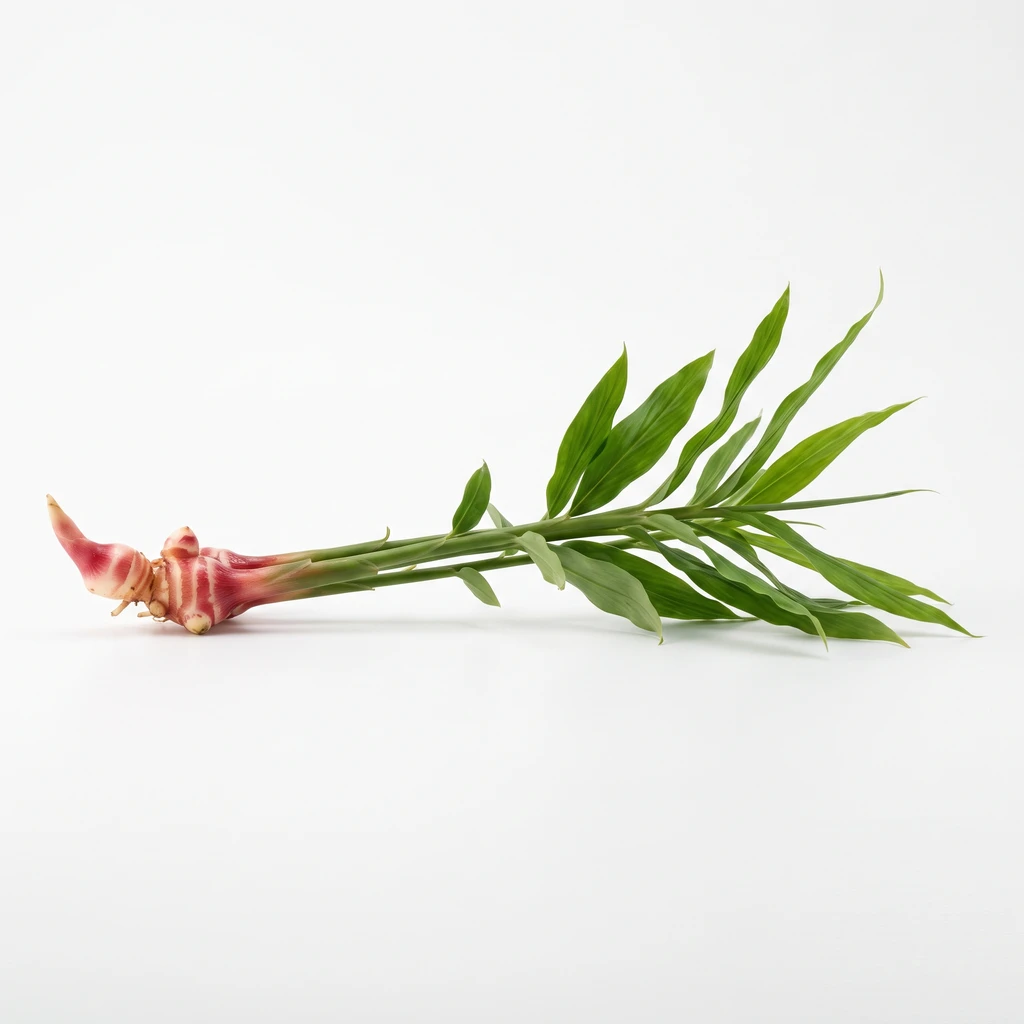 (しょうが類) 葉しょうが 根茎 生の写真