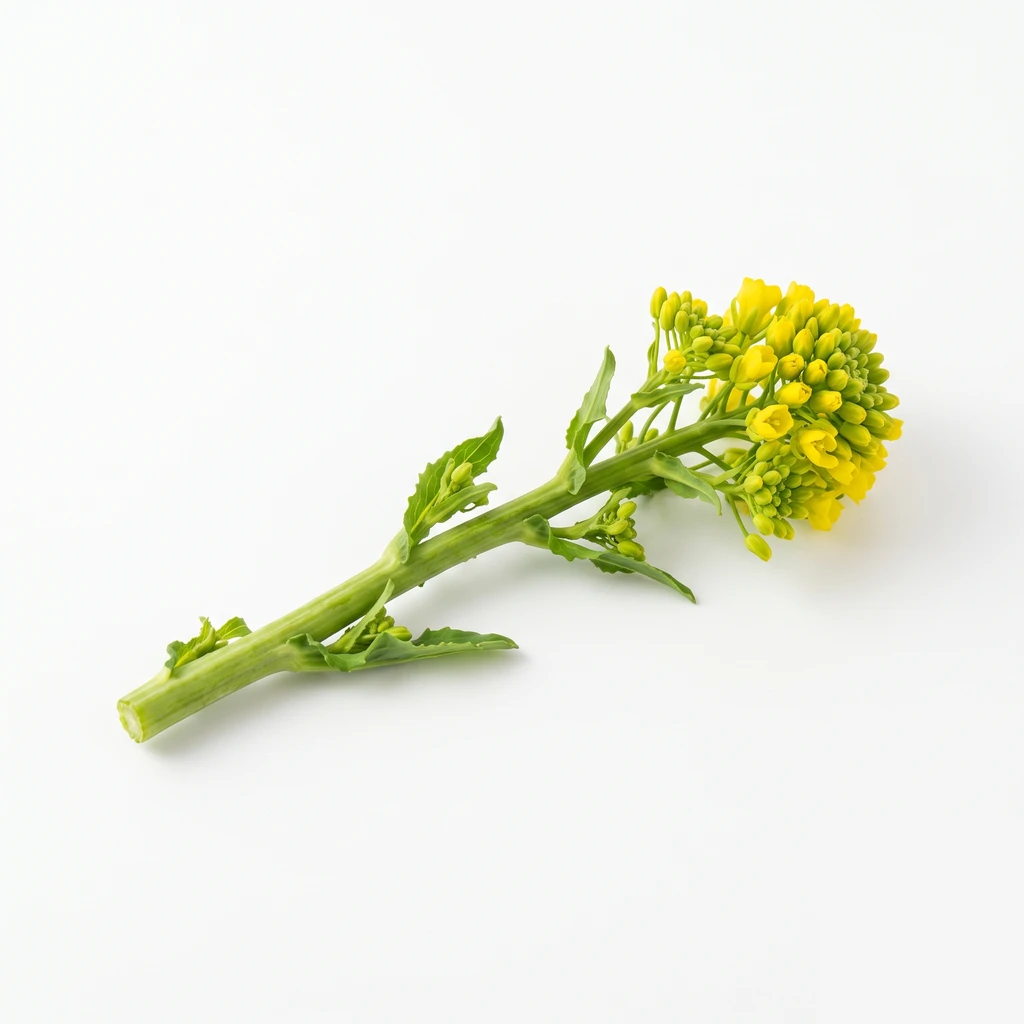(なばな類) 和種なばな 花らい・茎 生の写真
