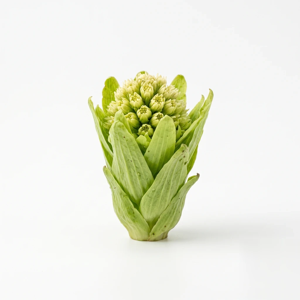 (ふき類) ふきのとう 花序 生の写真
