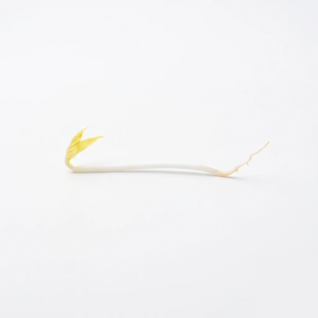 (もやし類) りょくとうもやし 生の写真