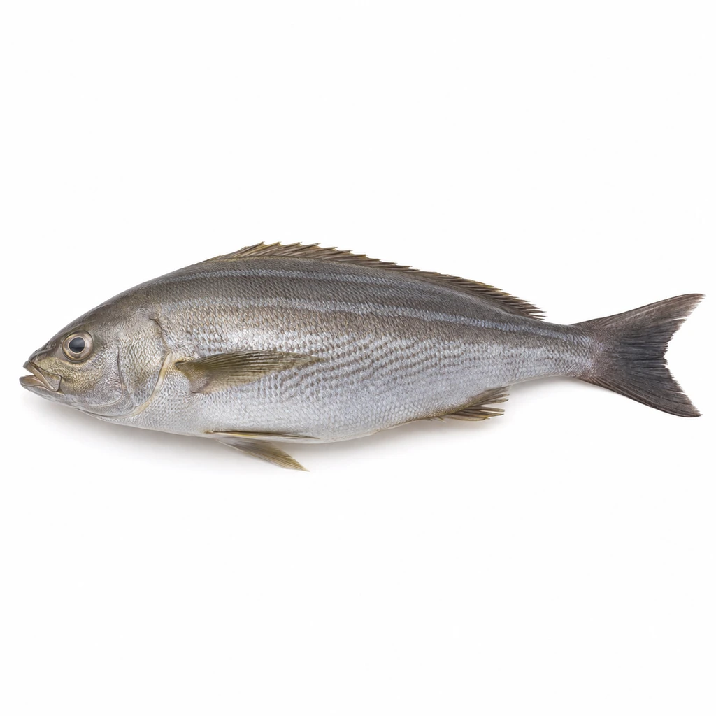 <魚類> いさき 生の写真