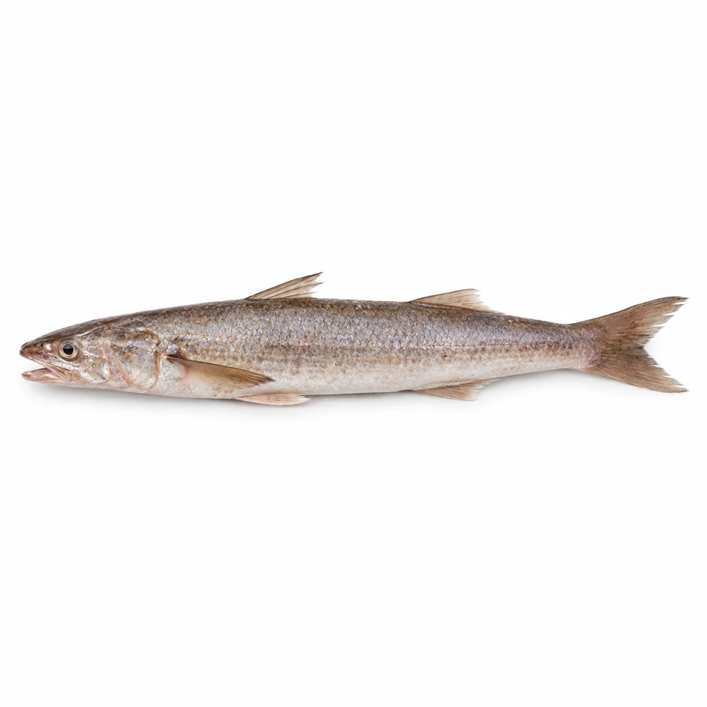 <魚類> えそ 生の写真