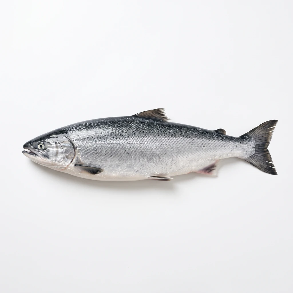 <魚類> (さけ・ます類) ぎんざけ 養殖 生の写真