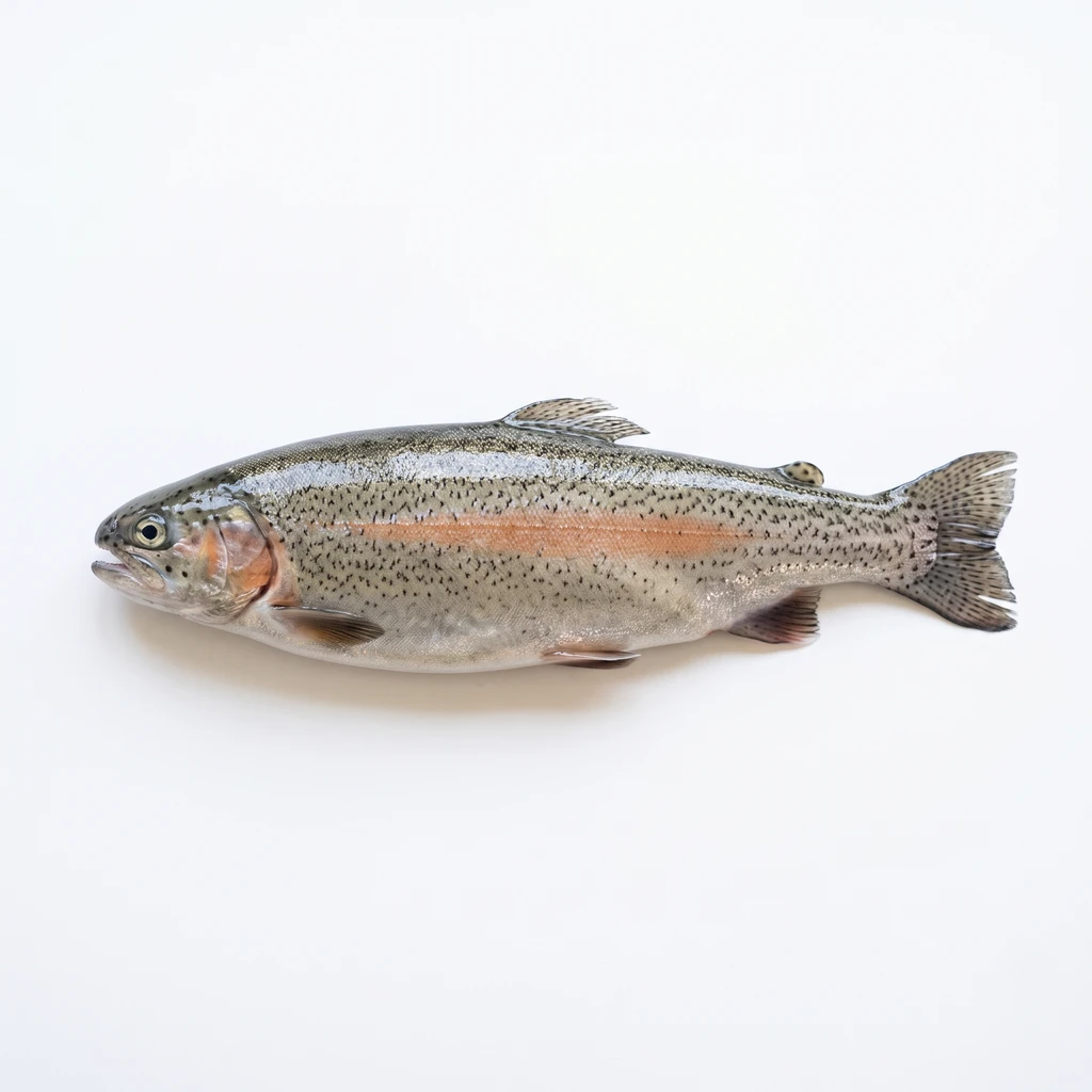 <魚類> (さけ・ます類) にじます 海面養殖 皮つき 生の写真