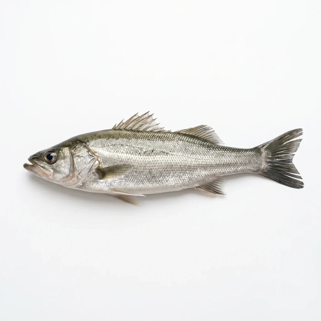 <魚類> すずき 生の写真