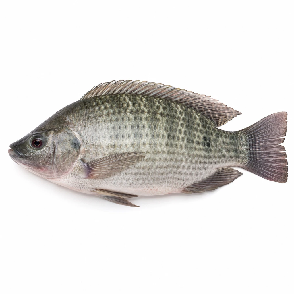 <魚類> ナイルティラピア 生の写真