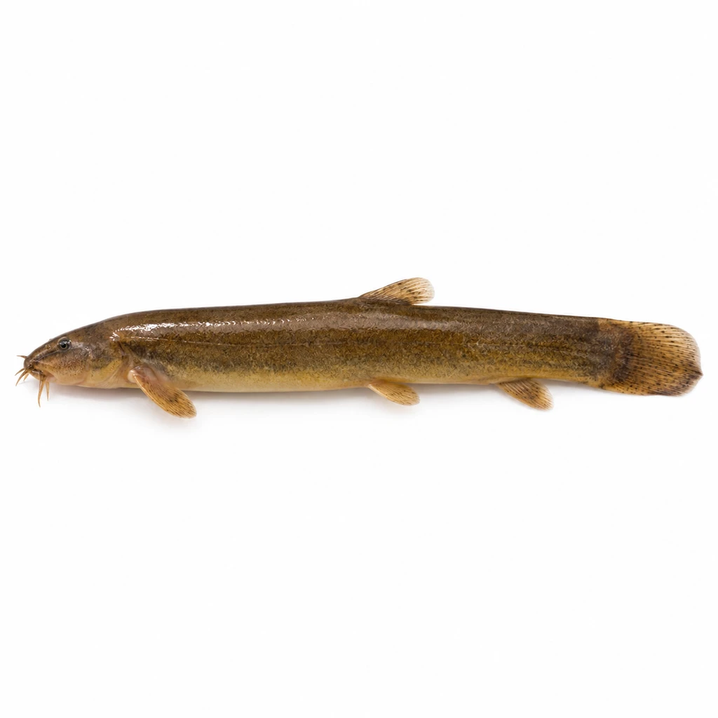 <魚類> どじょう 生の写真
