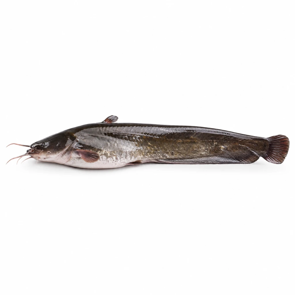 <魚類> なまず 生の写真