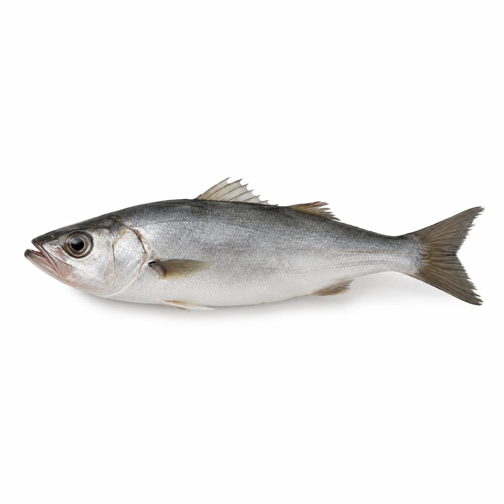 <魚類> みなみくろたち 生の写真