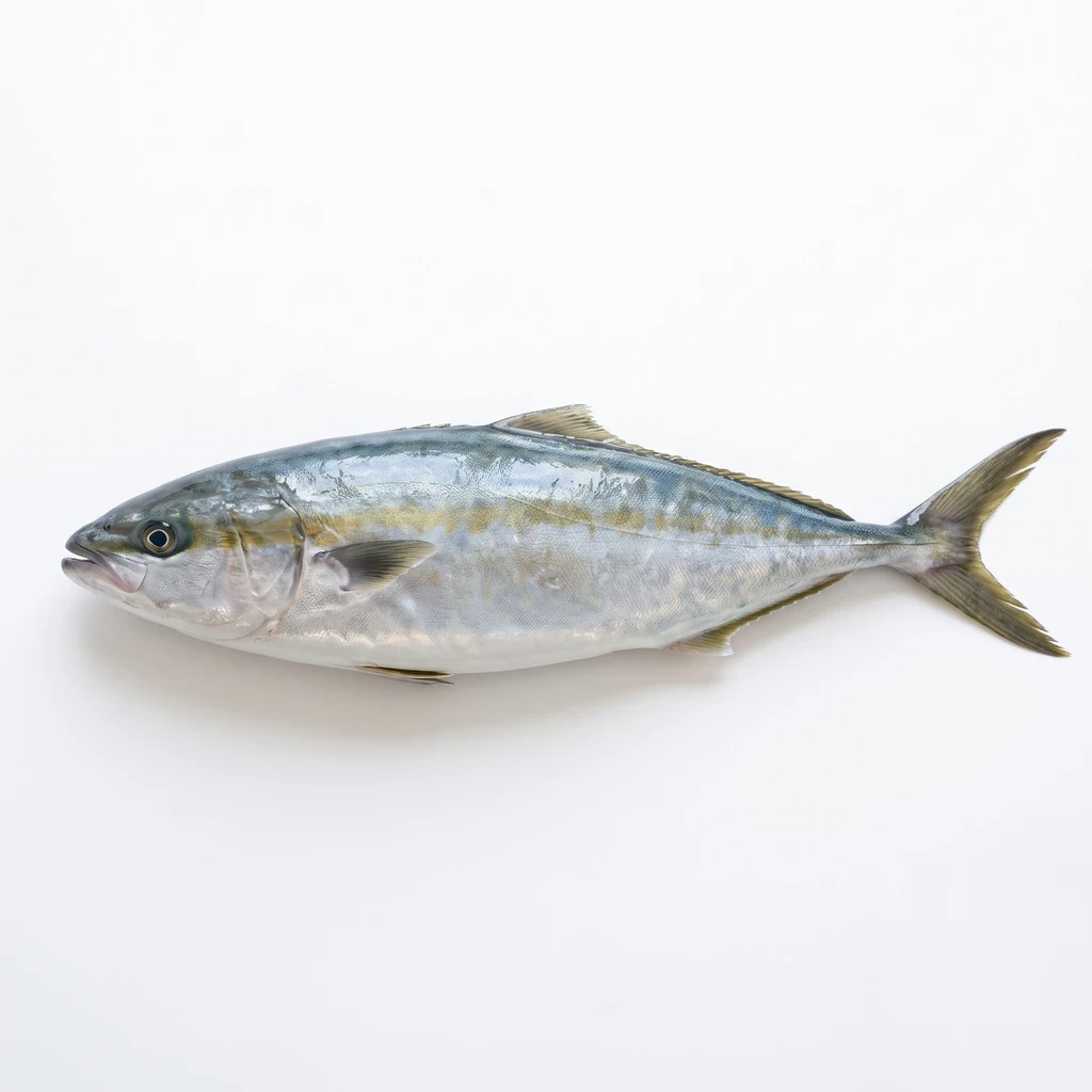 <魚類> ぶり はまち 養殖 皮つき 生の写真