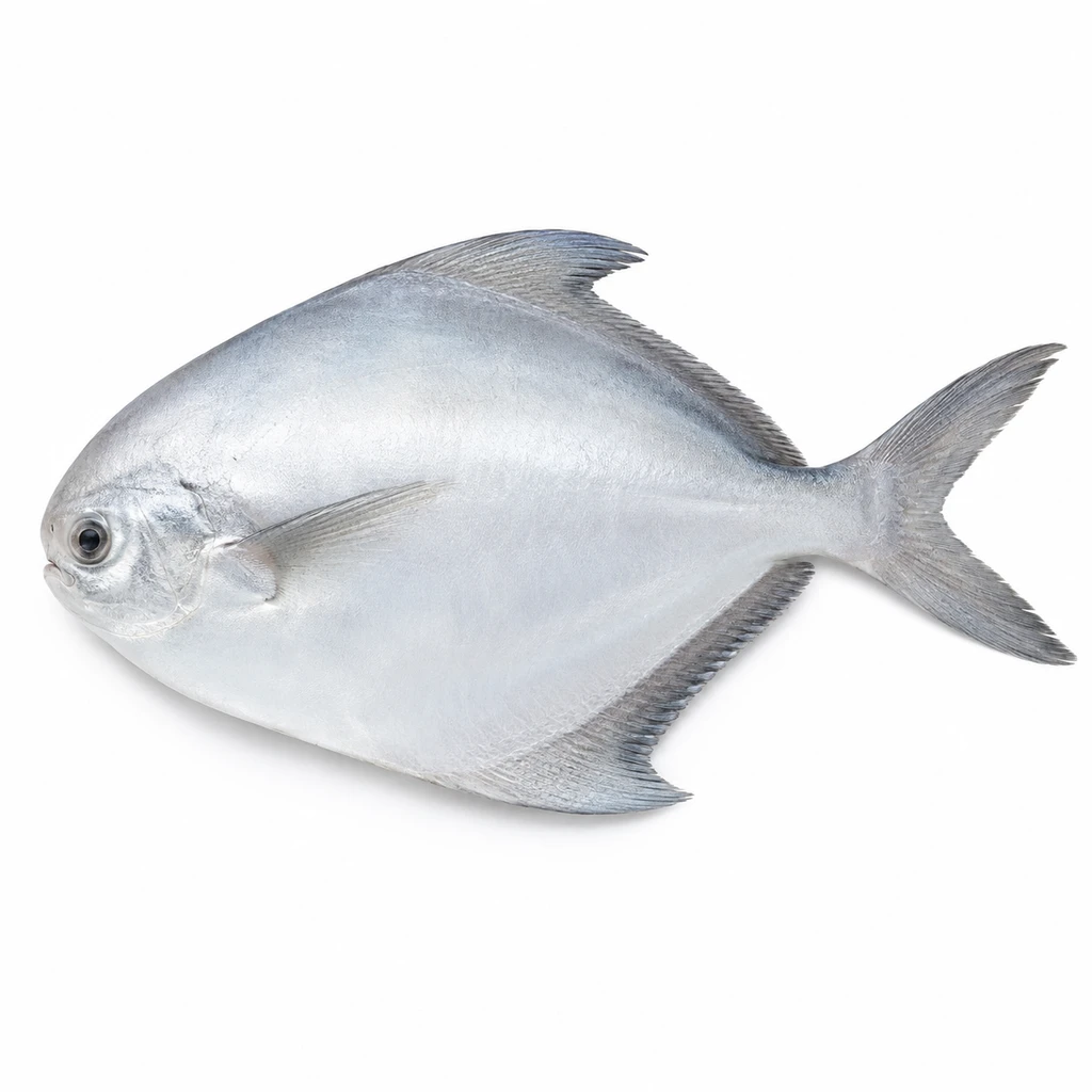 <魚類> まながつお 生の写真