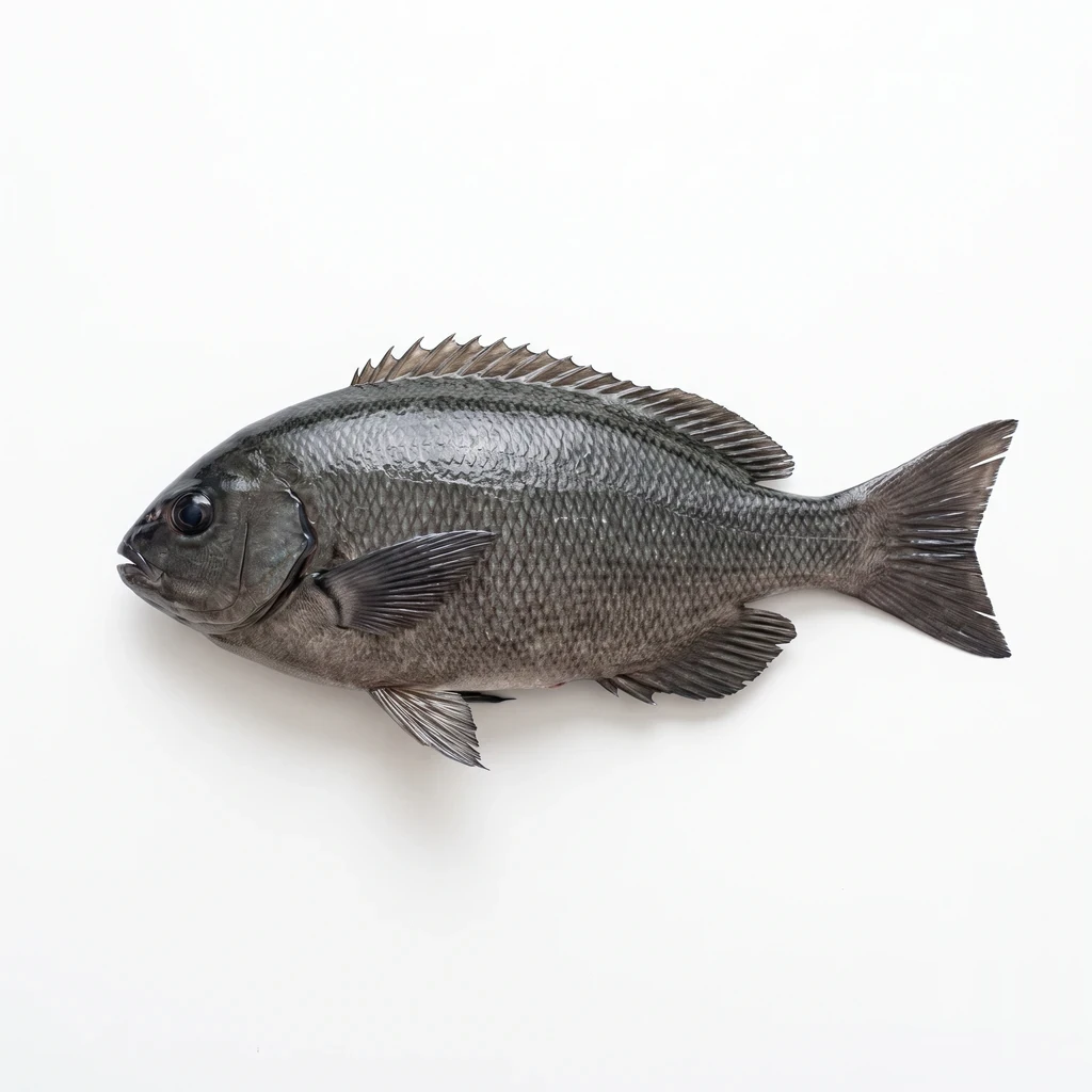 <魚類> めじな 生の写真