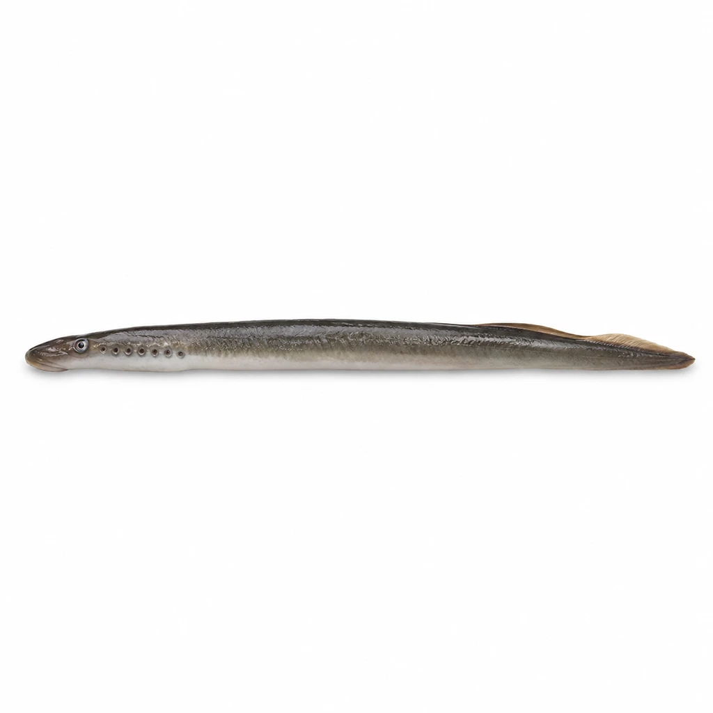 <魚類> やつめうなぎ 生の写真